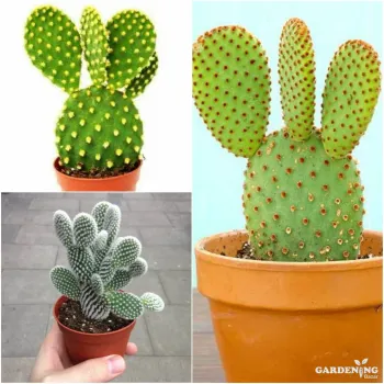 Mini Bunny Cacti Combo Of 3 Plants (Yellow Bunny Ear, White Bunny Ear, Red Bunny Ear)