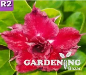 Grafted Adenium Obesum R2