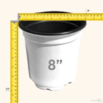 White Thermoform Pot 8 inch (Set of 200)