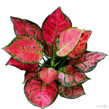 Red Beauty Aglaonema