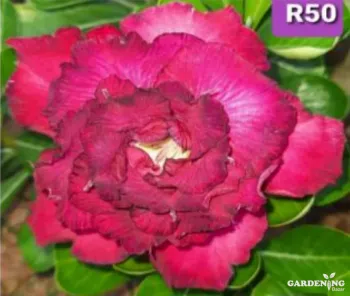 Grafted Adenium Obesum R50