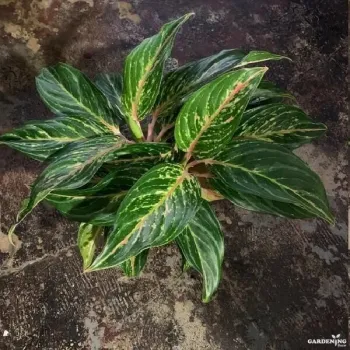 Aglaonema Butterfly
