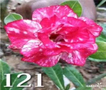 Grafted Adenium Obesum R121