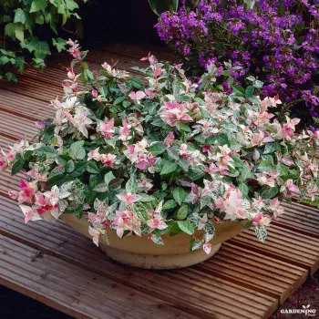 Asiatic Jasmine Snow Rare