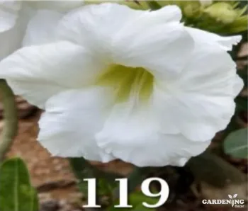 Grafted Adenium Obesum R119
