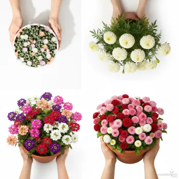 Premium Winter Flower Seeds Combo (A.Marigold White Gold, Mesembryathemum Icy Mix (Ice Plant), Verbena Obsession Formula Mix, Bellis Tasso Mix)