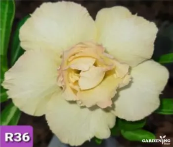 Grafted Adenium Obesum R36