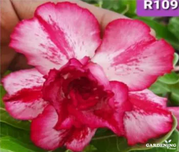 Grafted Adenium Obesum R109