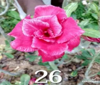 Grafted Adenium Obesum R26