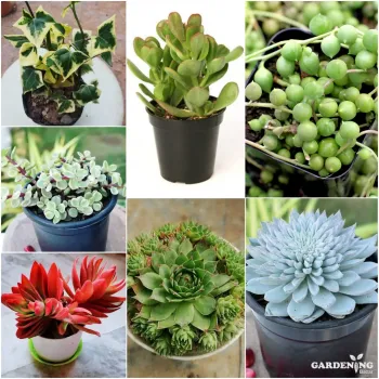 Mini Succulent combo of 7 Plants (English Ivy, Jade plant, Red campfire , Crassula , Lakshmi Kamal, String Of Pearls, Echeveria 'Blue Bird')