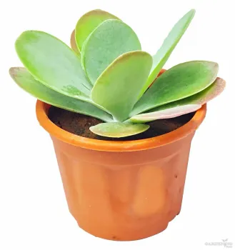 Paddle Plant / Flapjacks / Dog tongue / Desert cabbage with 3" Pot