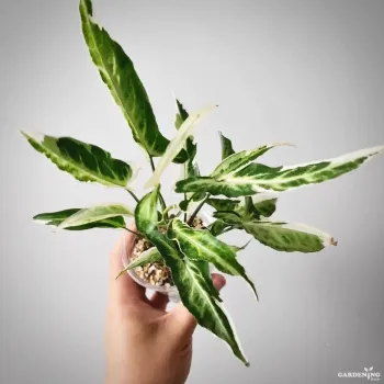 Syngonium Starlite Rare