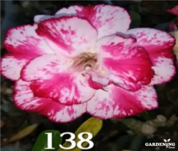 Grafted Adenium Obesum R138