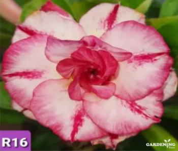 Grafted Adenium Obesum R16