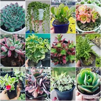 Mini Succulent combo of 12 Plants ( Laxmi Kamal, String Of Pearls, Crassula arborescens , Aeonium Haworthia, Echeveria rose, English ivy, Campfire , Crassula Mucosa, Baby Sun Rose,  Kalanchoe Blossfeldiana, Jade Plant , Cabbage Rose)