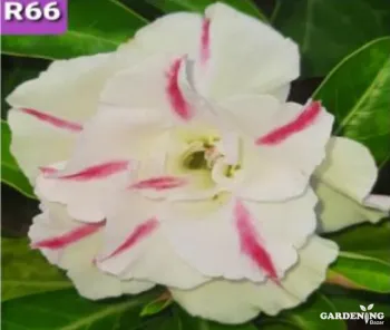 Grafted Adenium Obesum R66