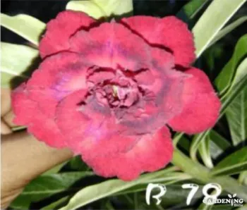 Grafted Adenium Obesum R78
