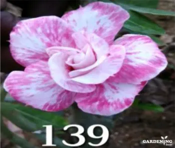 Grafted Adenium Obesum R139