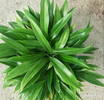 Philodendron Little Phil