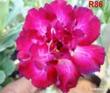 Grafted Adenium Obesum R86