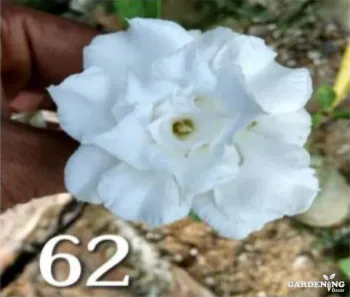 Grafted Adenium Obesum R62