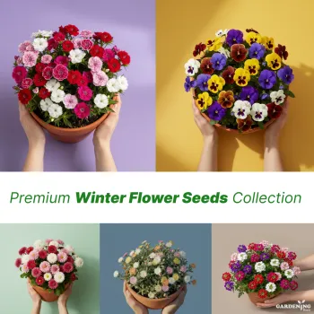 Premium Winter Flower Seeds Combo (Mesembryanthemum Ice Plant, Verbena, Bellis, Dianthus & Pansy)