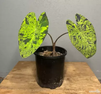 Colocasia Mojito