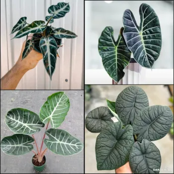 Premium Indoor Plants Combo (Pink Dragon, Grandis, Melo, Bambino)