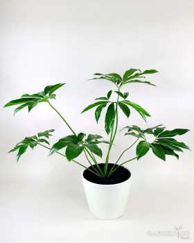 Philodendron Goeldii