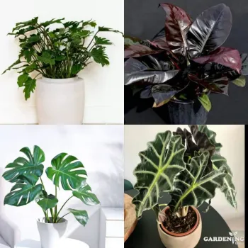 Exotic Combo Of 4 (Philodendron Xanadu, Philodendron Black Cardinal Hybrid, Monstera deliciosa, Alocasia Amazonica)