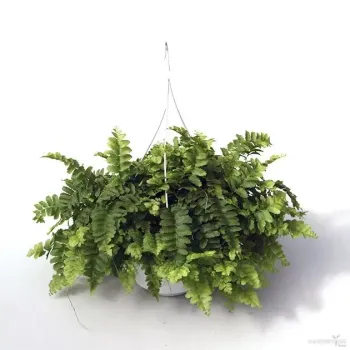Pom pom fern