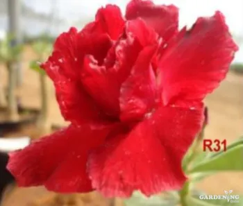 Grafted Adenium Obesum R31