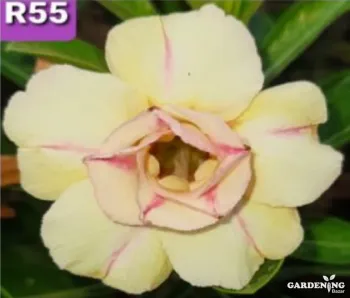 Grafted Adenium Obesum R55