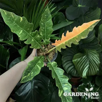 Philodendron Ring Of Fire Variegated
