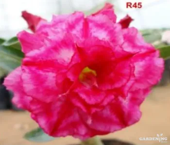 Grafted Adenium Obesum R45