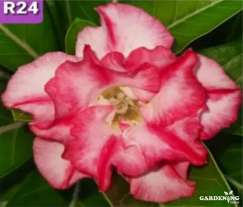 Grafted Adenium Obesum R24