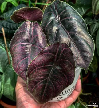 Alocasia Azlanii