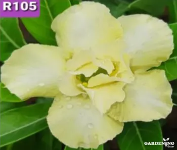 Grafted Adenium Obesum R105