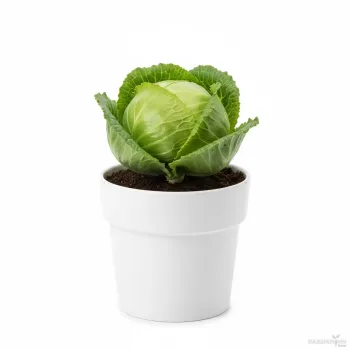 Cabbage Hybrid Seed Qty(30-50)