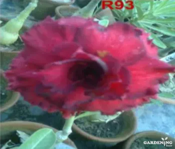 Grafted Adenium Obesum R93