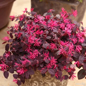 Loropetalum / Chinese Fringe