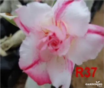 Grafted Adenium Obesum R37