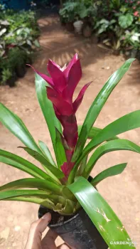 Bromeliads