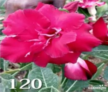 Grafted Adenium Obesum R120