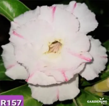 Grafted Adenium Obesum R157