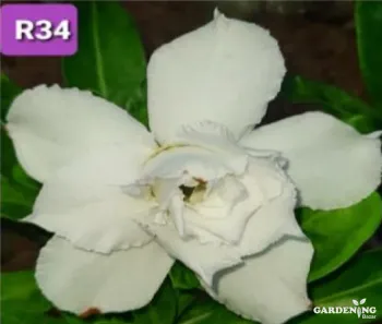 Grafted Adenium Obesum R34
