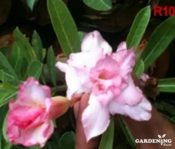Grafted Adenium Obesum R10