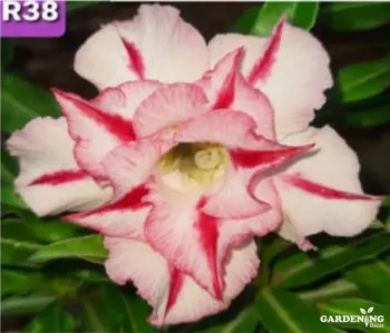 Grafted Adenium Obesum R38