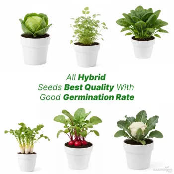 Hybrid Seed Combo with Good Germination rate [Radish(30-40),  Cabbage(30-40), Cauliflower(30-40), Coriander(150-200), Beetroot(30-40), Spinach(150-200)]