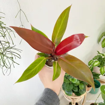 Philodendron Sun Red